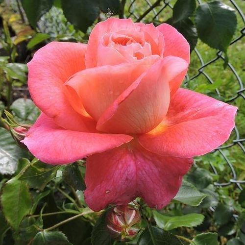 Rosa Sommersonne® - rózsaszín - virágágyi floribunda rózsa